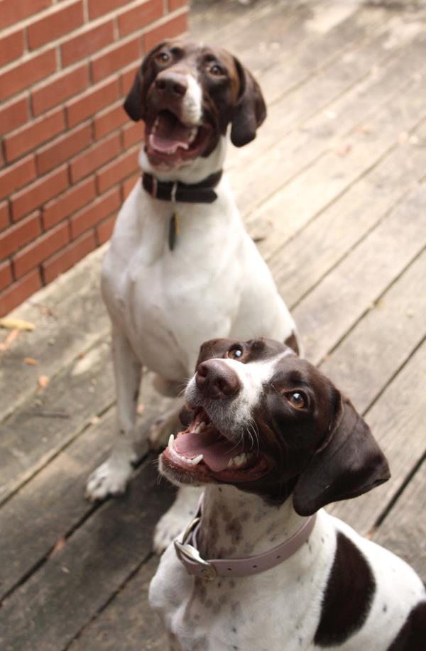 /images/uploads/southeast german shorthaired pointer rescue/segspcalendarcontest2019/entries/11447thumb.jpg